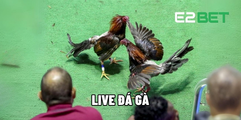 Live đá gà