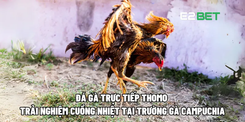 Đá gà trực tiếp Thomo – Trải nghiệm cuồng nhiệt tại trường gà Campuchia