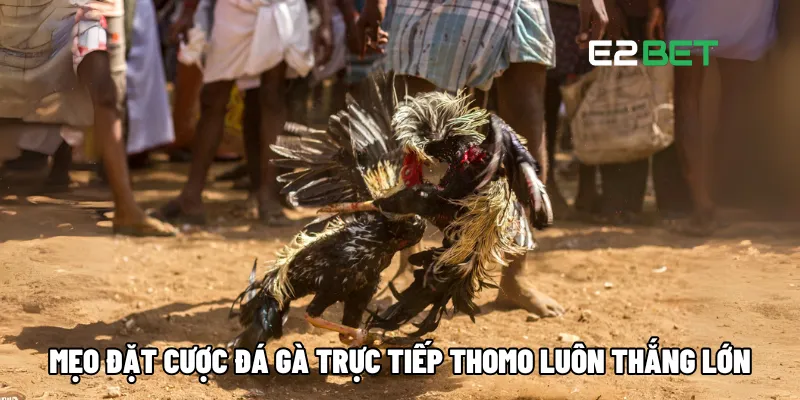 Mẹo đặt cược đá gà trực tiếp Thomo luôn thắng lớn